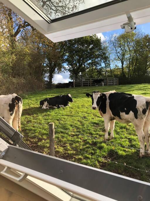 Appartamento The Roost - A Bird'S Eye View In The Countryside Cullompton Esterno foto